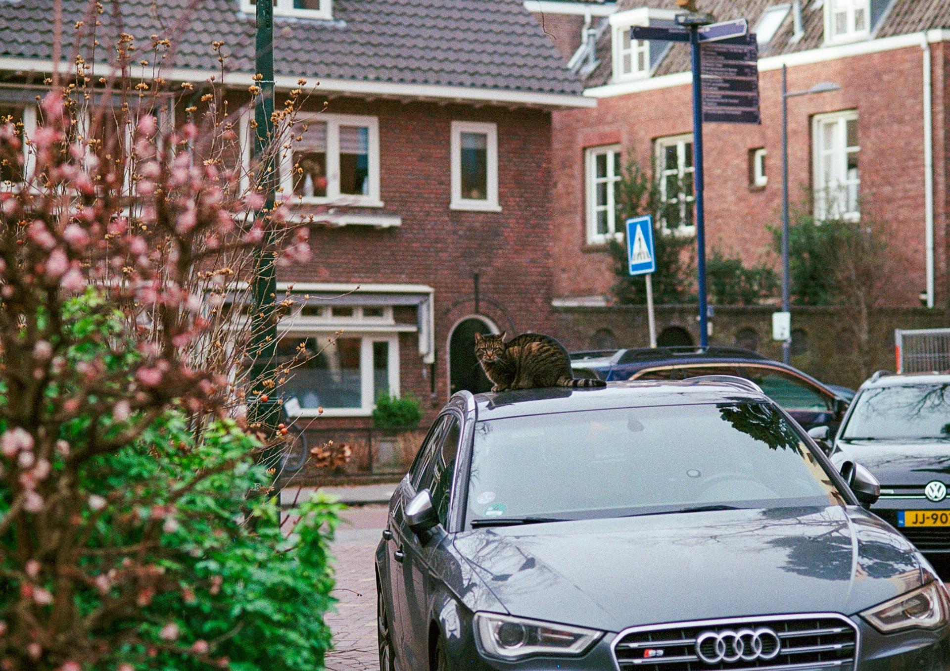 Get A Fresh Start For Spring With These Car Cleaning Tips